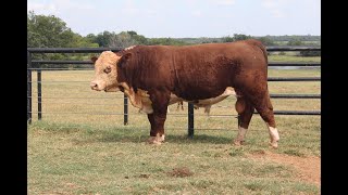 Hereford Bull 385 [upl. by Ivers448]