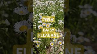 계란후라이꽃 개망초 만발 Erigeron Daisy Fleabane Flowers [upl. by Dayle166]