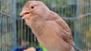 Canary Singing  Video to Training Canaries [upl. by Petracca550]