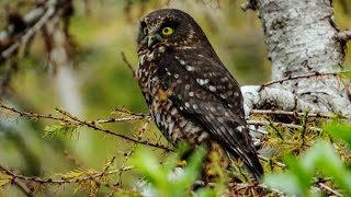 Morepork  Ruru  Birds of Inland Kapiti New Zealand [upl. by Gilberta]