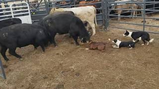 Loading bulls with Brick Kate and Dan [upl. by Juana]