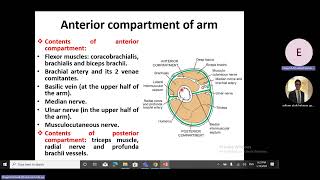 Anatomy of the Upper Arm part I [upl. by Ardeahp]