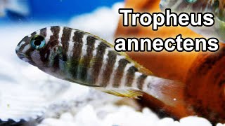 Tropheus annectens  Lake Tanganyika [upl. by Yren]