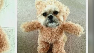 Combining a teddy bear and a Shih Tzu [upl. by Alledi948]