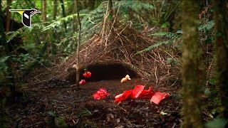 He Delivers Flowers Vogelkop Bowerbird [upl. by Robison]