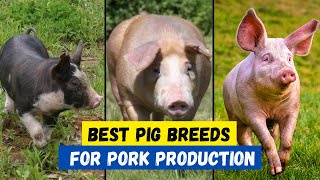 Top 10 Best Pig Breeds for Meat Production [upl. by Thirion19]