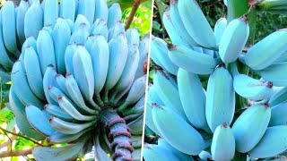 As 10 Frutas de Cor AZUL Que Você Não Vai Acreditar Que Existem [upl. by Gustin642]