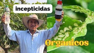 Haz estos INSECTICIDAS CASEROS PARA eliminar las plagas de tus plantas 🪴 [upl. by Braynard]