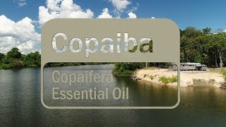 CoImpact Sourcing Copaiba Translated Subtitles [upl. by Aneed]