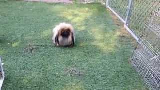 The Pekingese of Castlerigg Kennels [upl. by Oirramed]