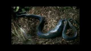 Reptiles amp Amphibians Documentary E1 Part 4 [upl. by Frisse]