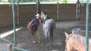 Saddling A Horse For The First Time with Daryl Gibb  Part 2 [upl. by Culhert167]