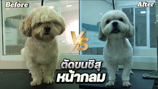 ตัดขนชิสุหน้ากลม✂️🐶Shih Tzu Grooming [upl. by Nemzaj]