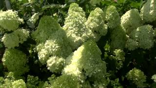 Paniculata hydrangeas have lovely coneshaped flowers [upl. by Alyahs]