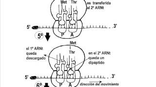 Traducción del ARN Síntesis de proteínas [upl. by Garrard]