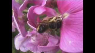 Willughbys Leaf cutter Bee Megachile willughbiella [upl. by Katuscha]