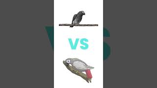 Timneh VS Congo What’s the Difference africangrey parrot [upl. by Tippets88]