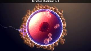 Structure of a Sperm Cell [upl. by Rimidalb]