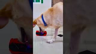 मेरा डॉगी क्यों रोने लगा😭 funnydogs shorts [upl. by Odo]