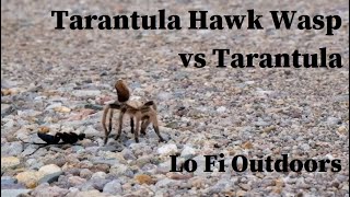 Tarantula Hawk Wasp  Pepsis  vs Tarantula [upl. by Aneel]