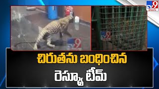 సక్సెస్ చిరుతను బంధించిన రెస్క్యూ టీమ్  Leopard Entered Hetero Labs  TV9 [upl. by Nnylyma]