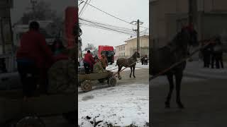 Boboteaza Însurăței 2019 💪🐎 [upl. by Ethelstan]