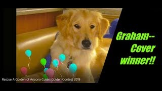 Rescue A Golden of Arizona Cutest Golden Contest 2019 [upl. by Anayra435]