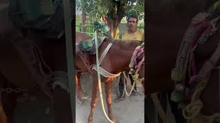 helping animals sufiarora rescue horses [upl. by Akyre]