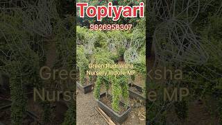 Topiyari Plant [upl. by Ronoh]