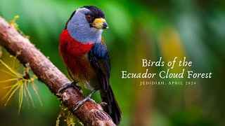 Birds of the Ecuador Cloud Forest [upl. by Wavell]