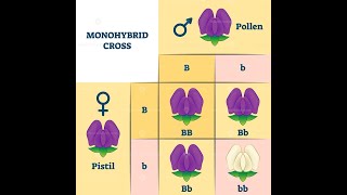 Monohybrid crosses Complete dominance SETSWANA VERSION [upl. by Bysshe]