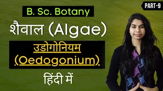 Algae in Hindi  उडोगोनियम Oedogonium  Botany [upl. by Nnyw]