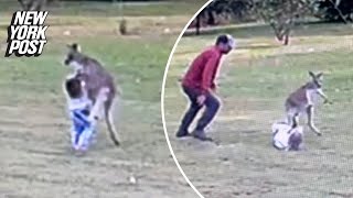 WATCH Kangaroo attacks Australian toddler in wild video [upl. by Kus]