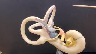 Professor Long  Ear Anatomy 2 Inner Ear [upl. by Aniral]