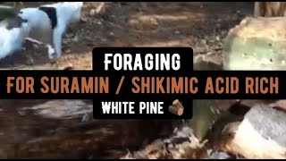 How to Forage for Suramin Rich  White Pine needle tea  With Green Mountain Gardening [upl. by Hairahs]