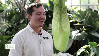 Amorphophallus titanum Corpse Plant  Worlds Largest and Smelliest Flower [upl. by Walcott]