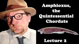 Lecture 2 Amphioxus the Quintessential Chordate [upl. by Aubree121]