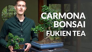 Carmona Bonsai care Fukien tea [upl. by Eekcaj]