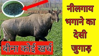 नीलगाय भगाने का देसी जुगाड़।। Nilgai bhagane ka desi jugad by Kisan leader champ [upl. by Conias]