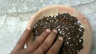 What is perlite How to use perlite in potting soil [upl. by Nitsej826]