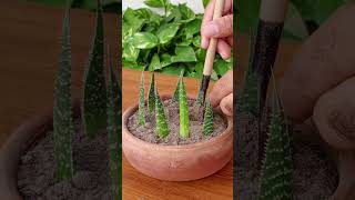 Haworthia Propagation with leaf cutting Simple Steps haworthia propagation greenthumbdiy [upl. by Carlile]