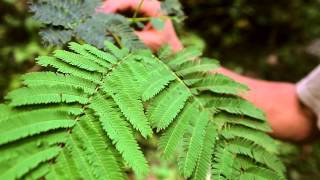 Chinese Herbs in America Mimosa  Clearpath School of Herbal Medicine [upl. by Eldwen]