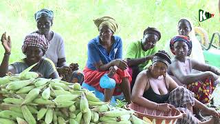 Accompagnement des Femmes de Badiana Le Satisfécit du Chargé de Projet Aliwili à Caritas [upl. by Rengaw]