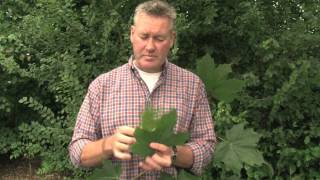 Identifying Norway Maple [upl. by Atirehc]