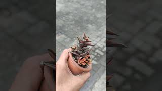 HAWORTHIA VARIEGATA tanamanhias jualtanamanhiasmurah haworthia euphorbia [upl. by Eadahs]