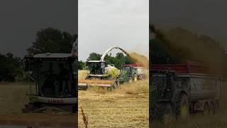 dry wheat silage 👀🌪️ claas johndeere [upl. by Atwater]