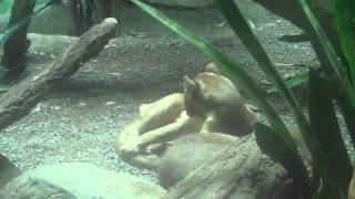 Fossa  Madagascar  Bronx Zoo [upl. by Eirol579]