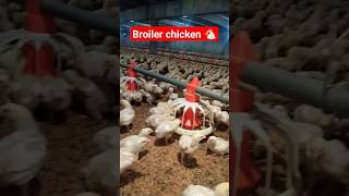 broiler chicken 15 day [upl. by Caravette]