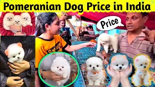 Pomeranian dog price in India 2024  Teacup dog price in India  Cute Puppies Price in Kolkata cute [upl. by Avlis]