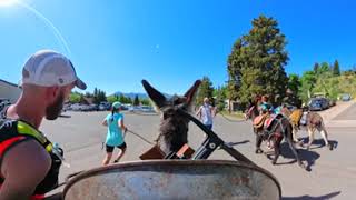 Creede pack burro race 360 Tin Cup cam [upl. by Placidia]